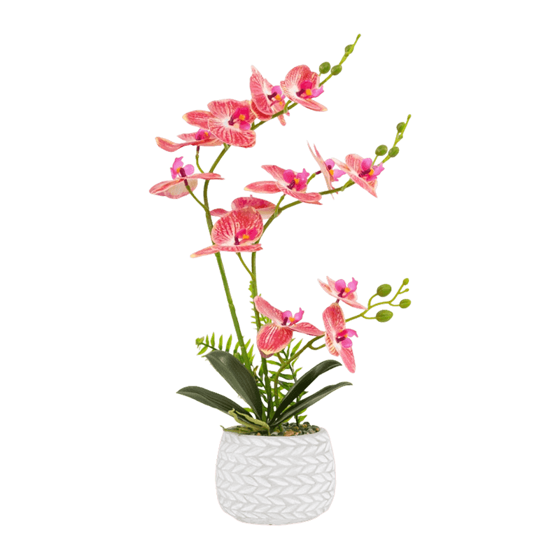 Orquídea Em Vaso De Cimento Com 13 Flores